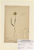 藏品(龍爪茅)的圖片